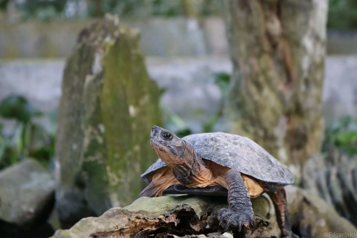 Turtle Conservation Centre