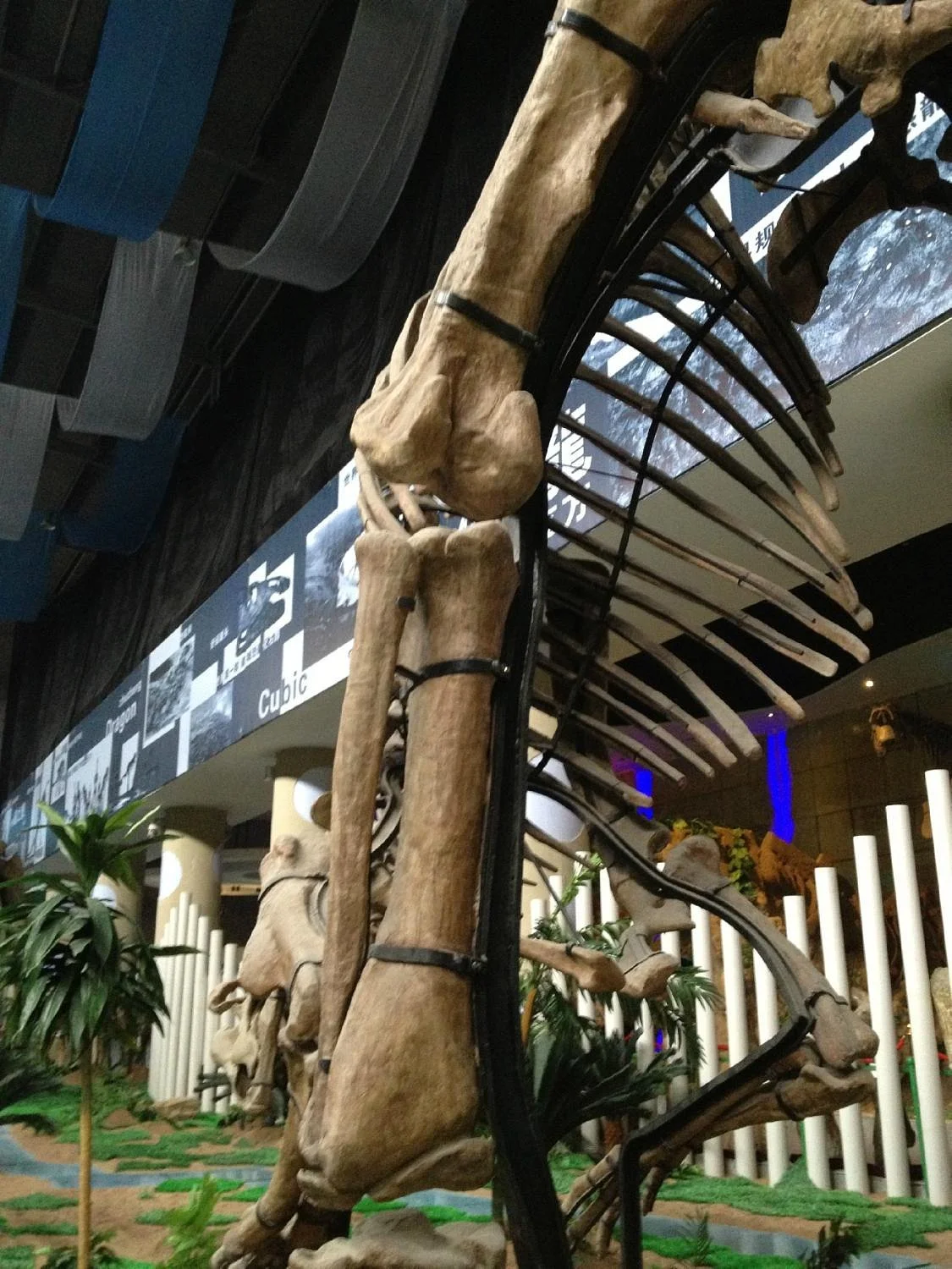 Dinosaur Museum