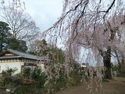 Fujuzawano Okakuzakura