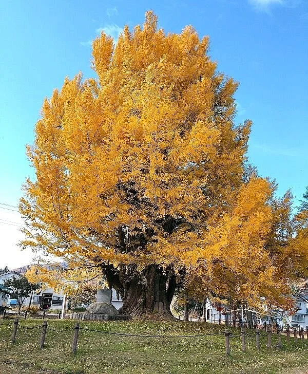 Furumachi no Oicho