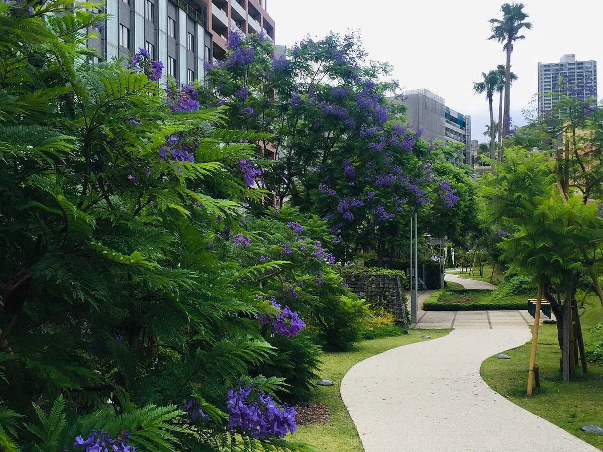 Jacaranta Flowers