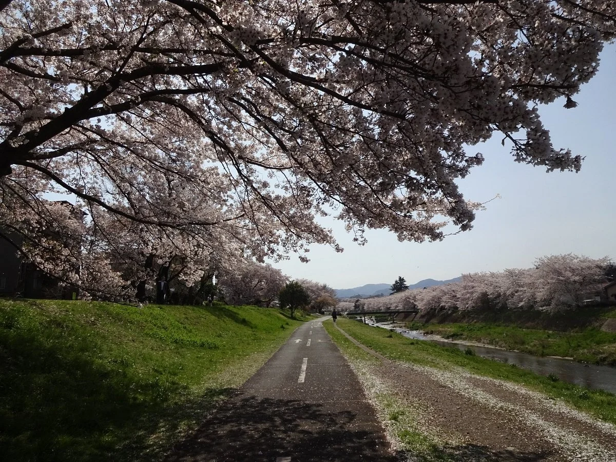Cherry Trees along the Minamiasa River bank