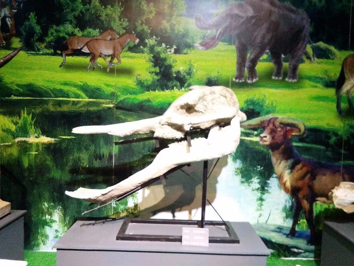 China Karst Geological Museum