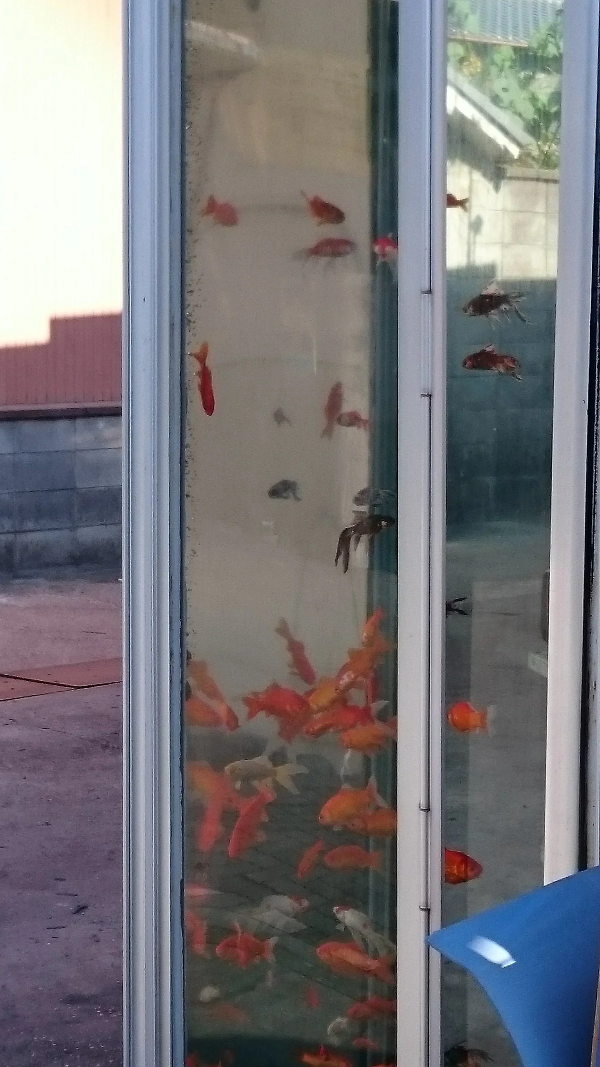 A Goldfish Swim Phone Box