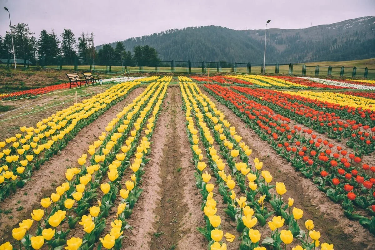 Tulip Garden At Sanasar