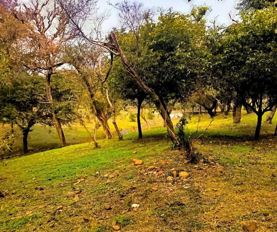 Manda National Park