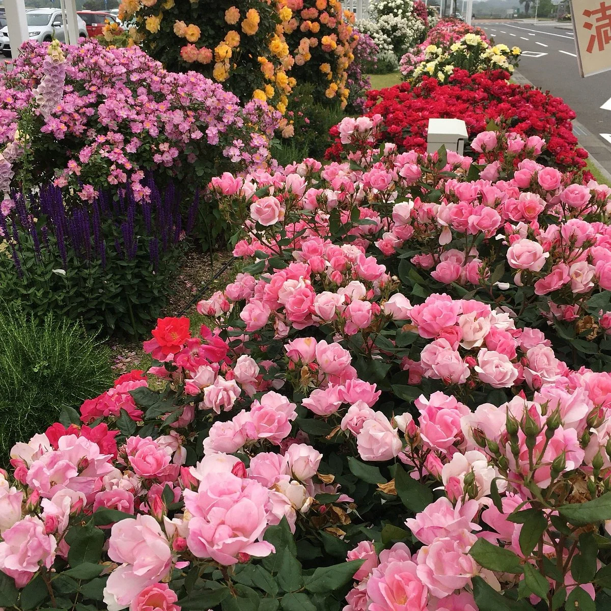Yamaguchi Ube Airport Rose Garden