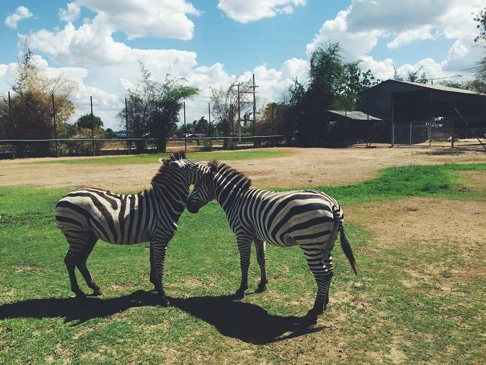 Safari Park Open Zoo