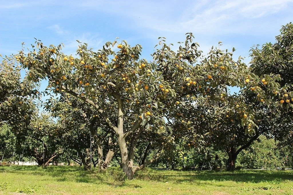 Koricho Fureai Park