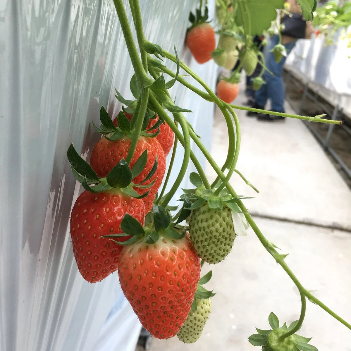 Strawberry Farm Ike