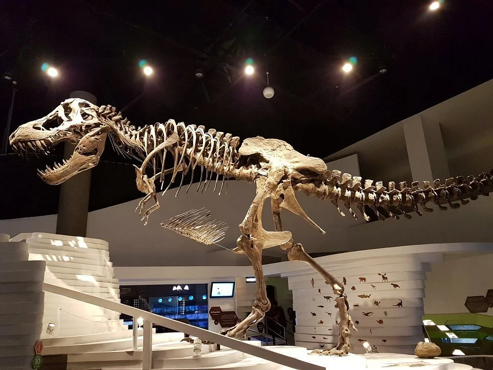 The Mind Museum