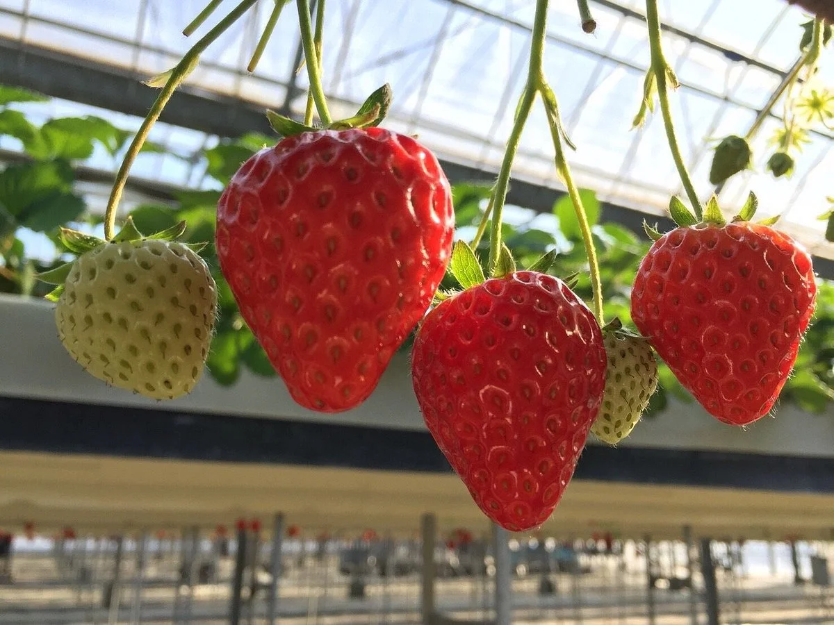 Osazen Strawberry Farm
