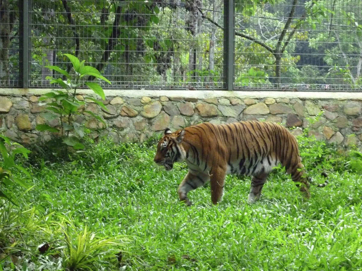 Tiger! Tiger! Gallery & Exhibit