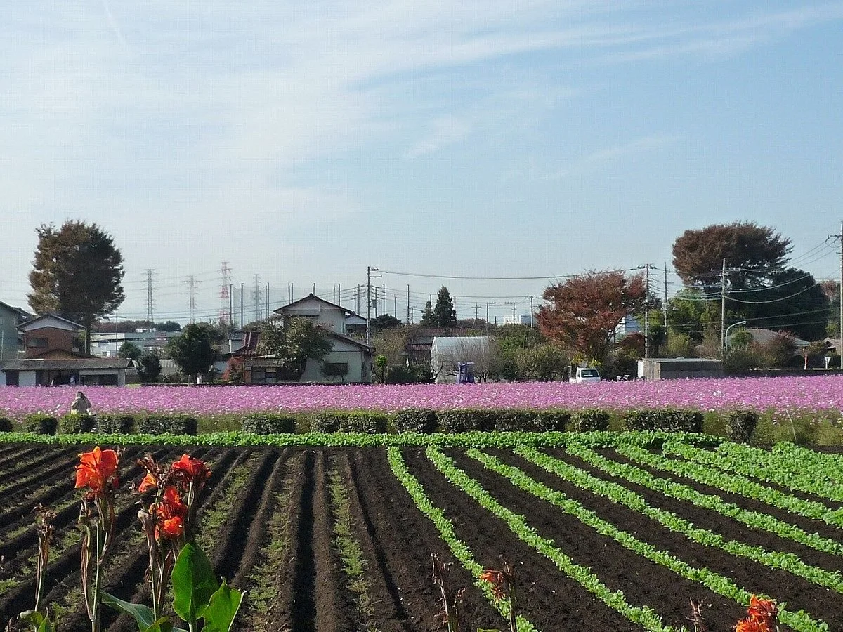 Chikumazawa Kobushi Village