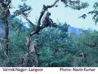 Kaimoor Wildlife Sanctuary