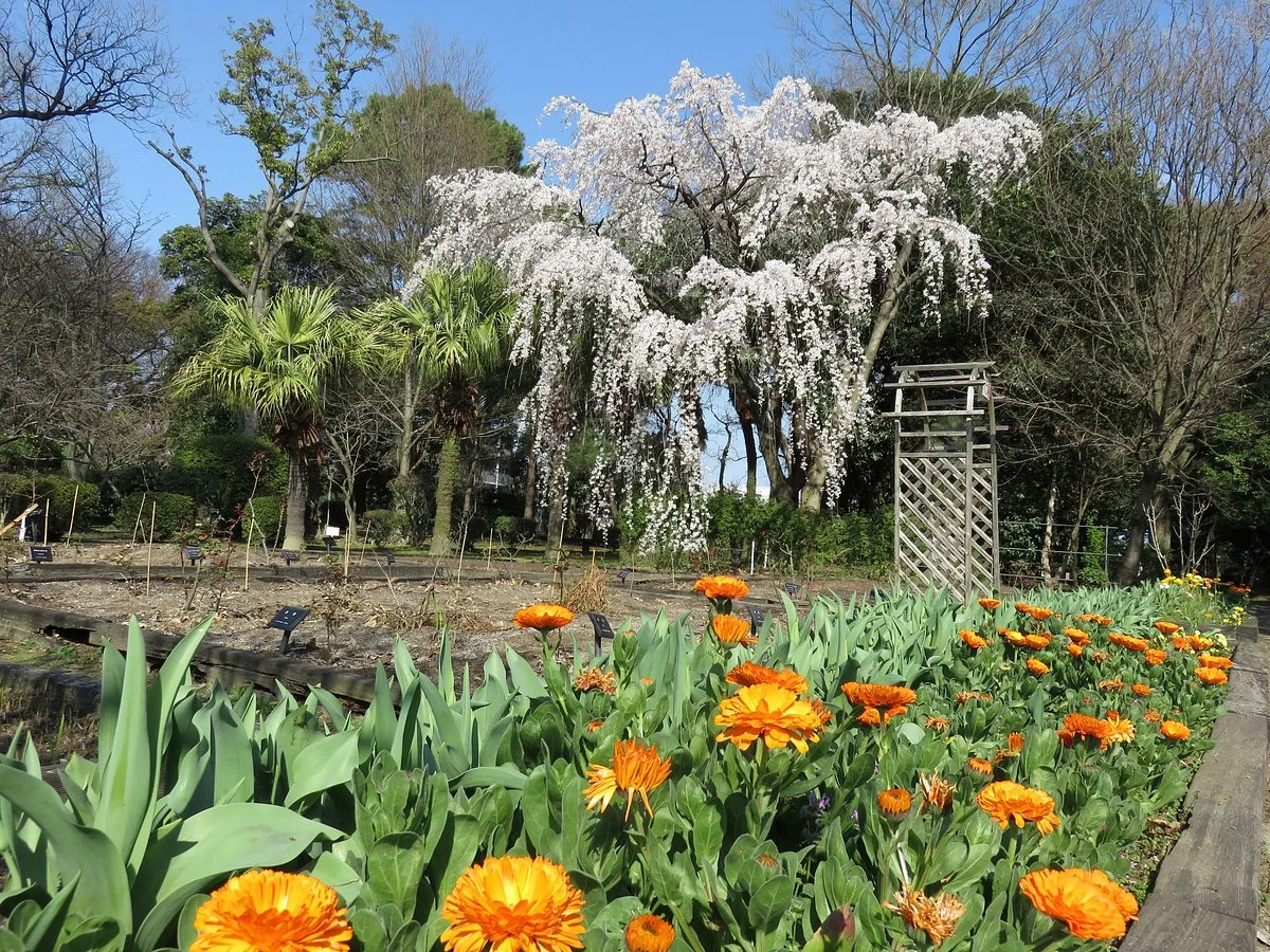 Kenmotsu Daijumoku Garden