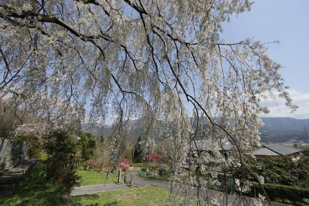 Harama no Itozakura