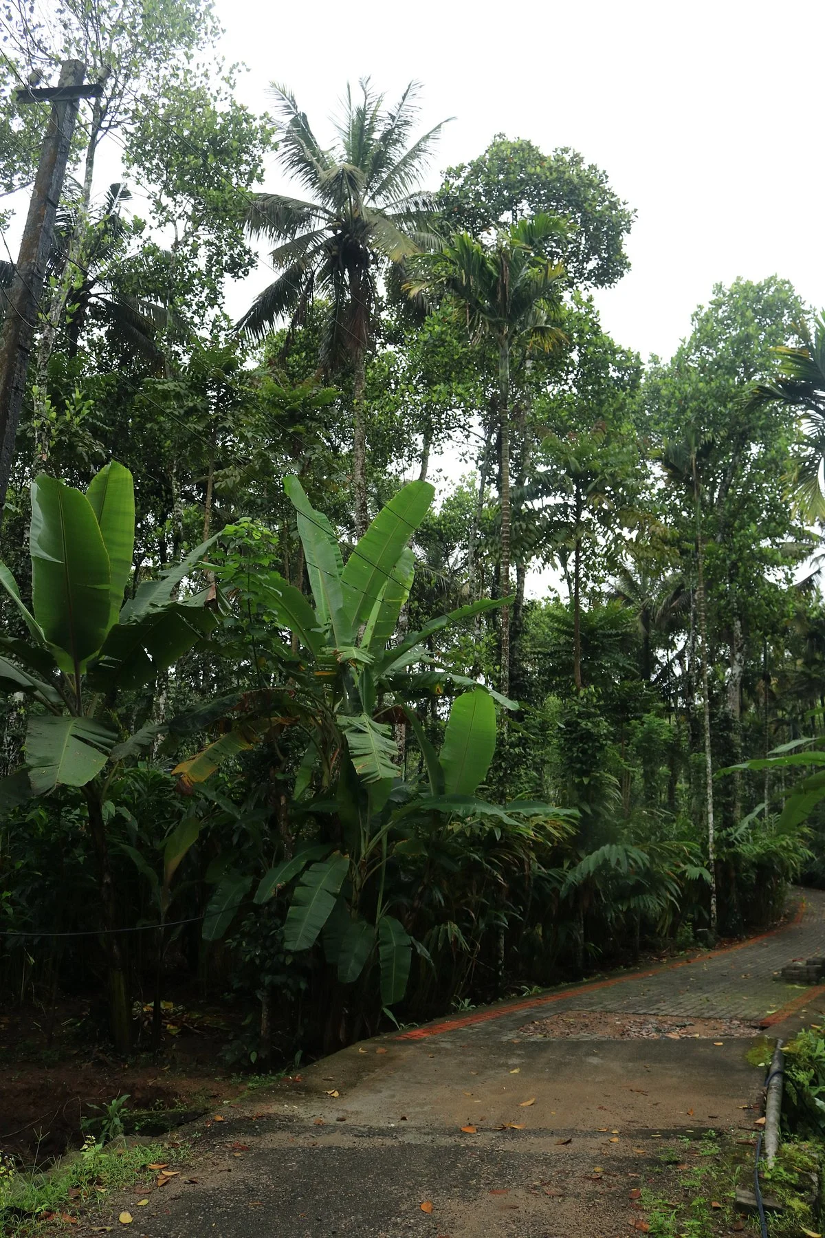 Ravi's Spice Garden