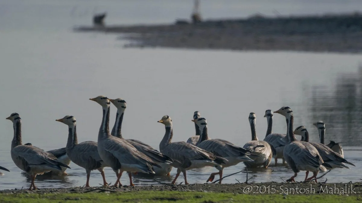 Sur Sarovar Bird Sanctuary