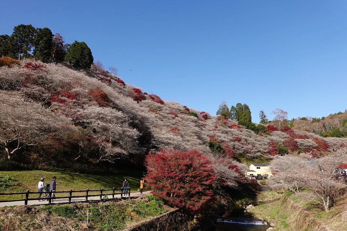 Semmi Shikizakura no Sato