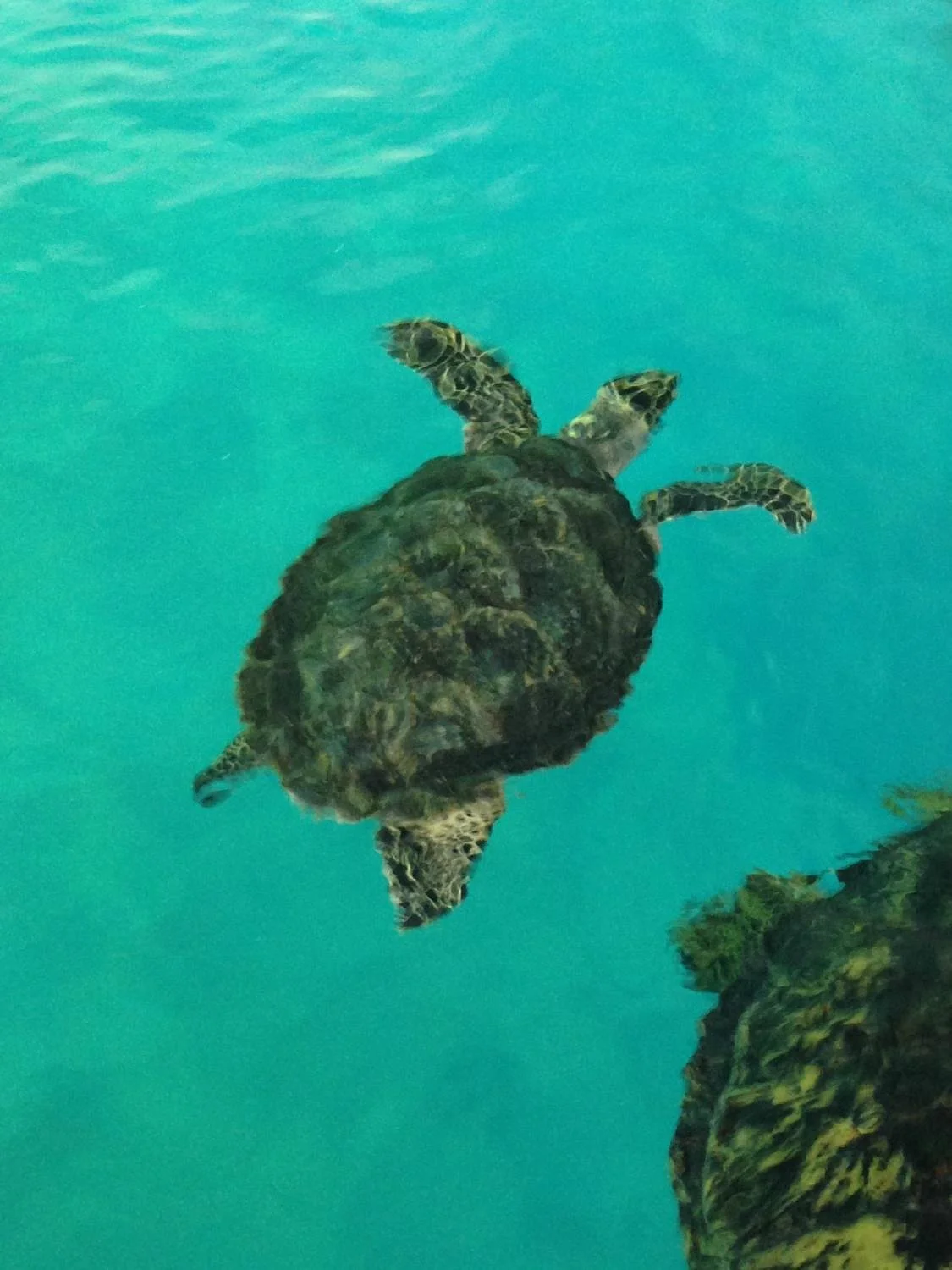 Sea Turtle Museum of Kumejima