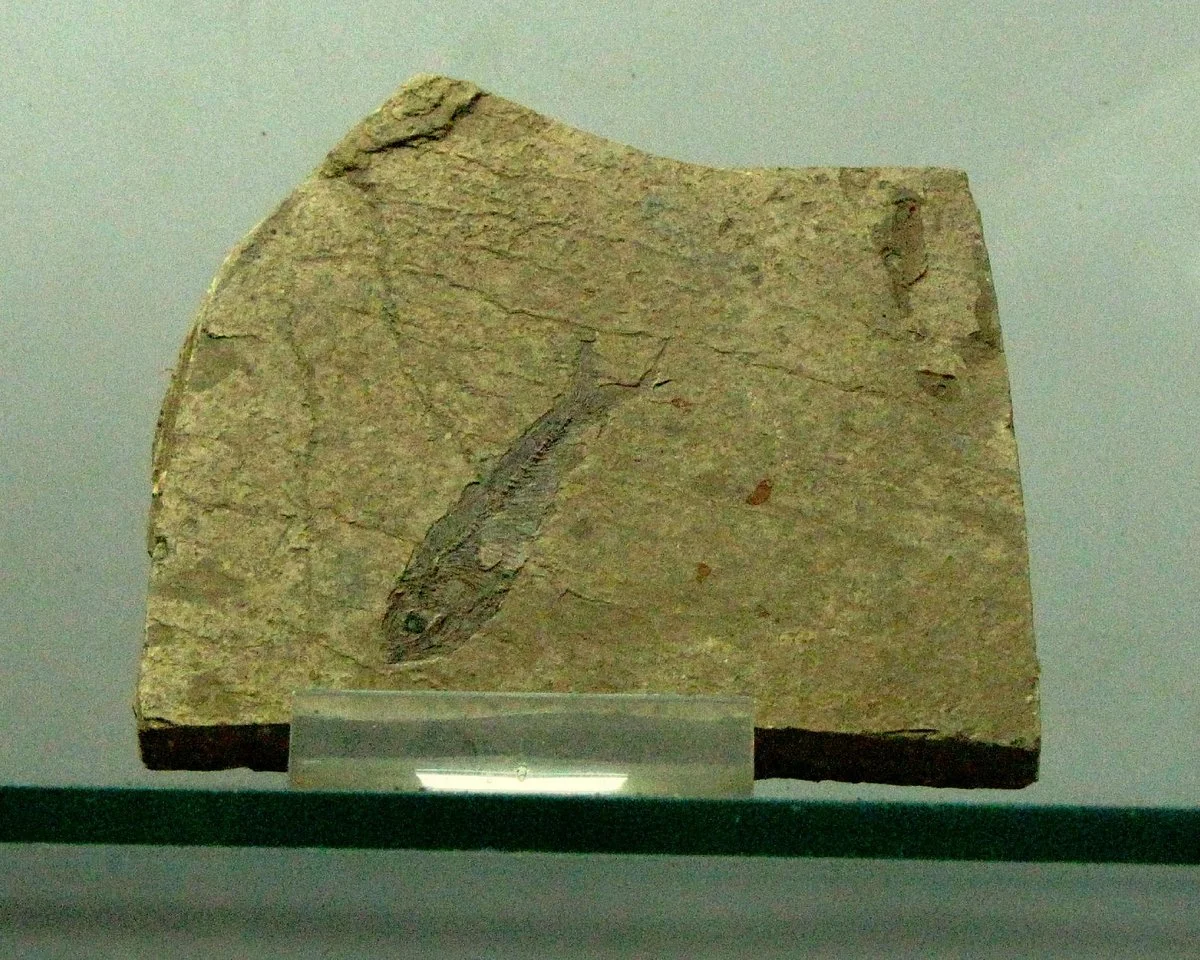 Gemmological Museum