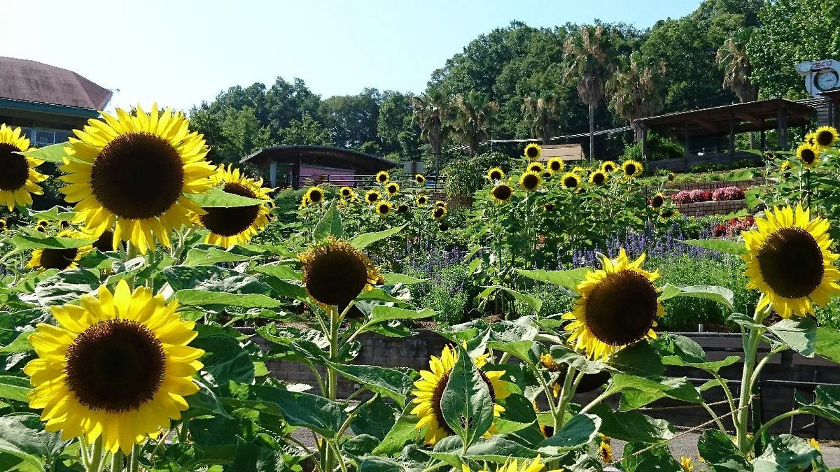 Wakayama Botanical Park