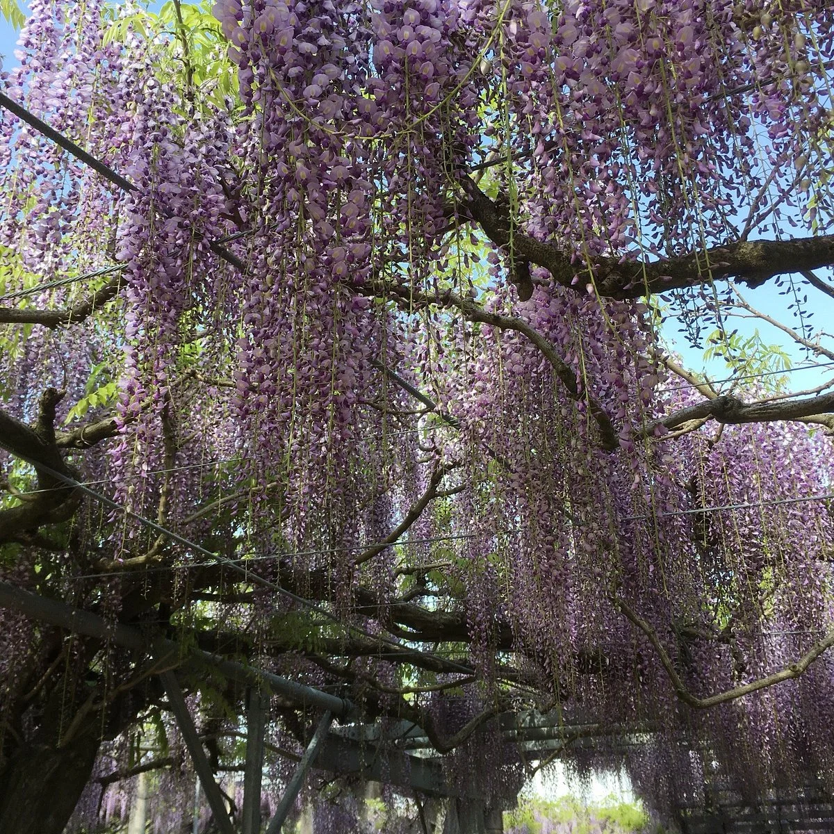Yamada Hiyoshi Shrine
