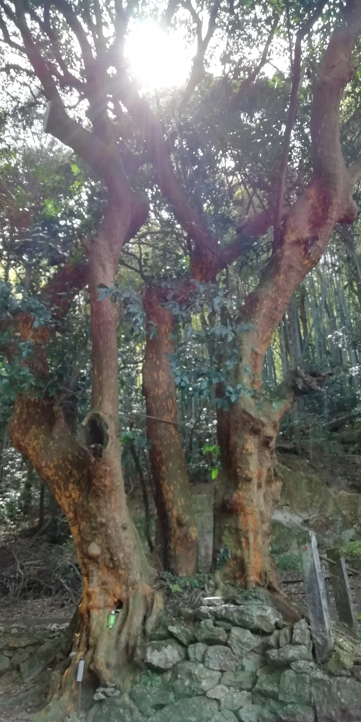 Onzan-ji Biranju