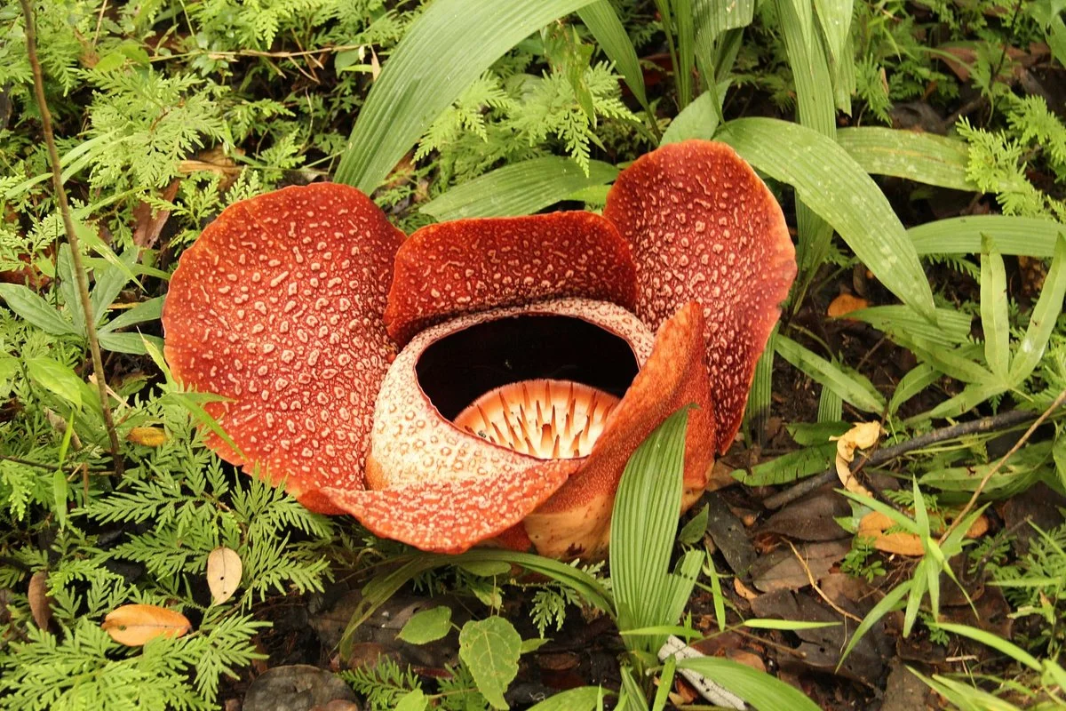 Napalus Rafflesia Garden