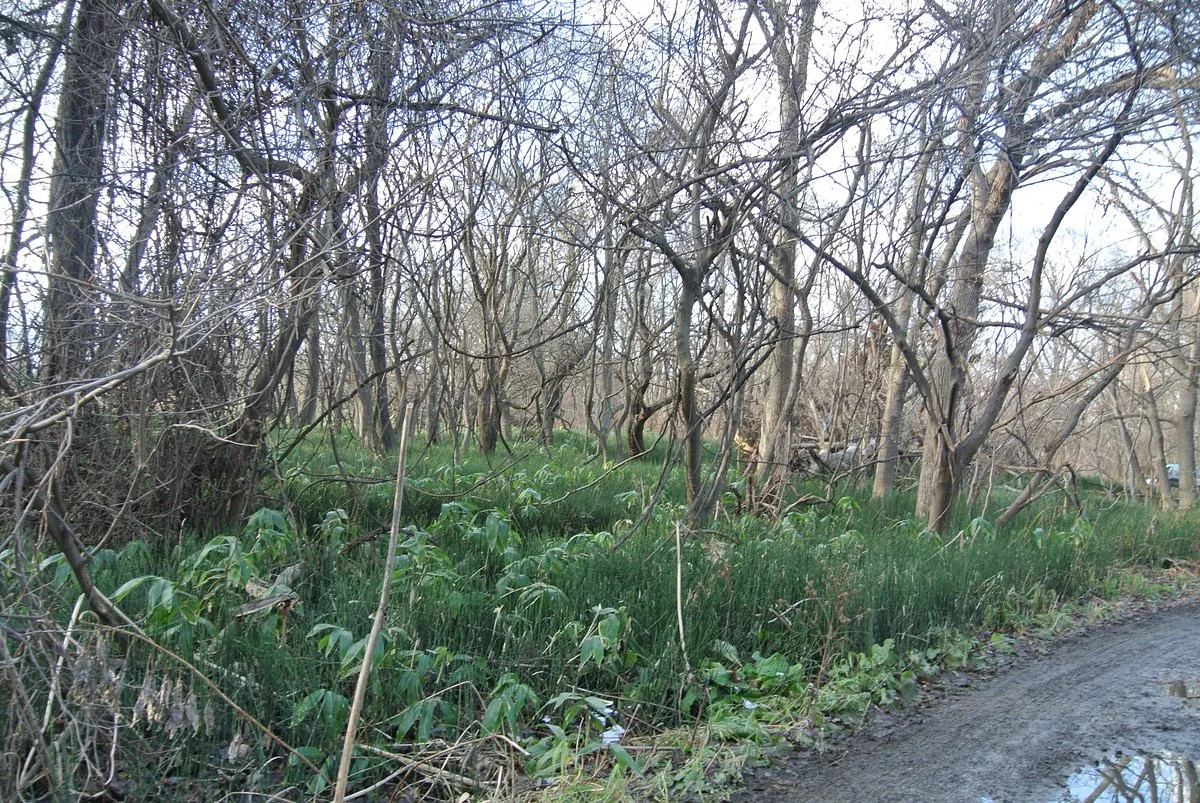 Hokudai Ruins Conserved Garden