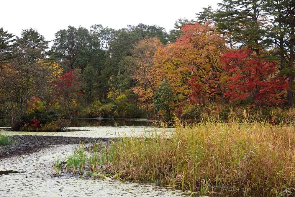 Rengenuma Swamp