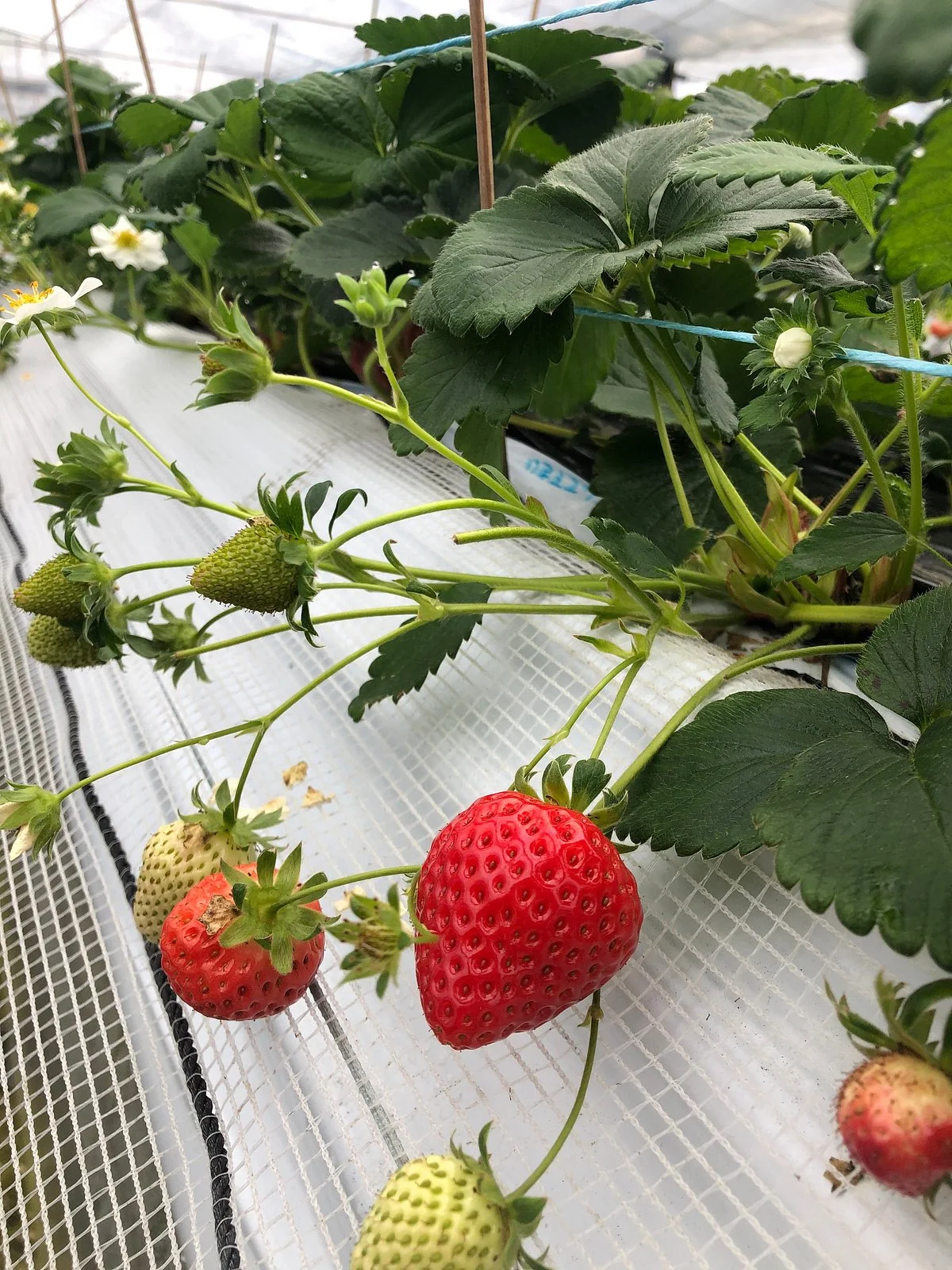 Hana Asobi Tourism Strawberry Farm