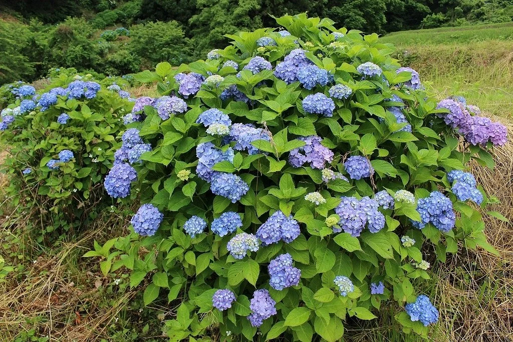 Kubota Ajisai Garden