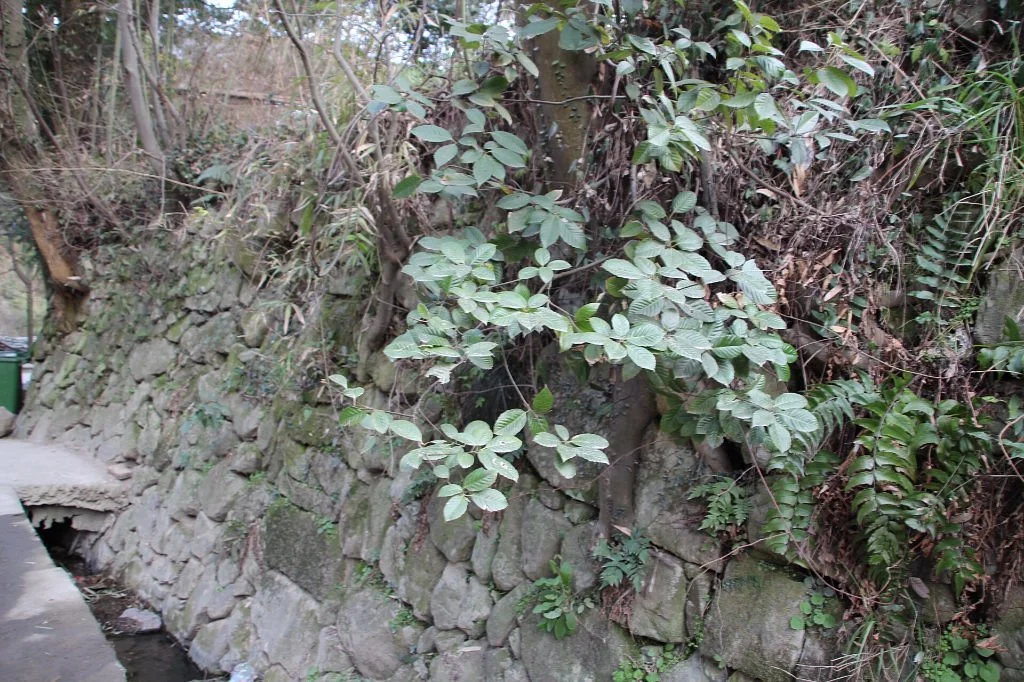 Huzhou Bowulong Tam