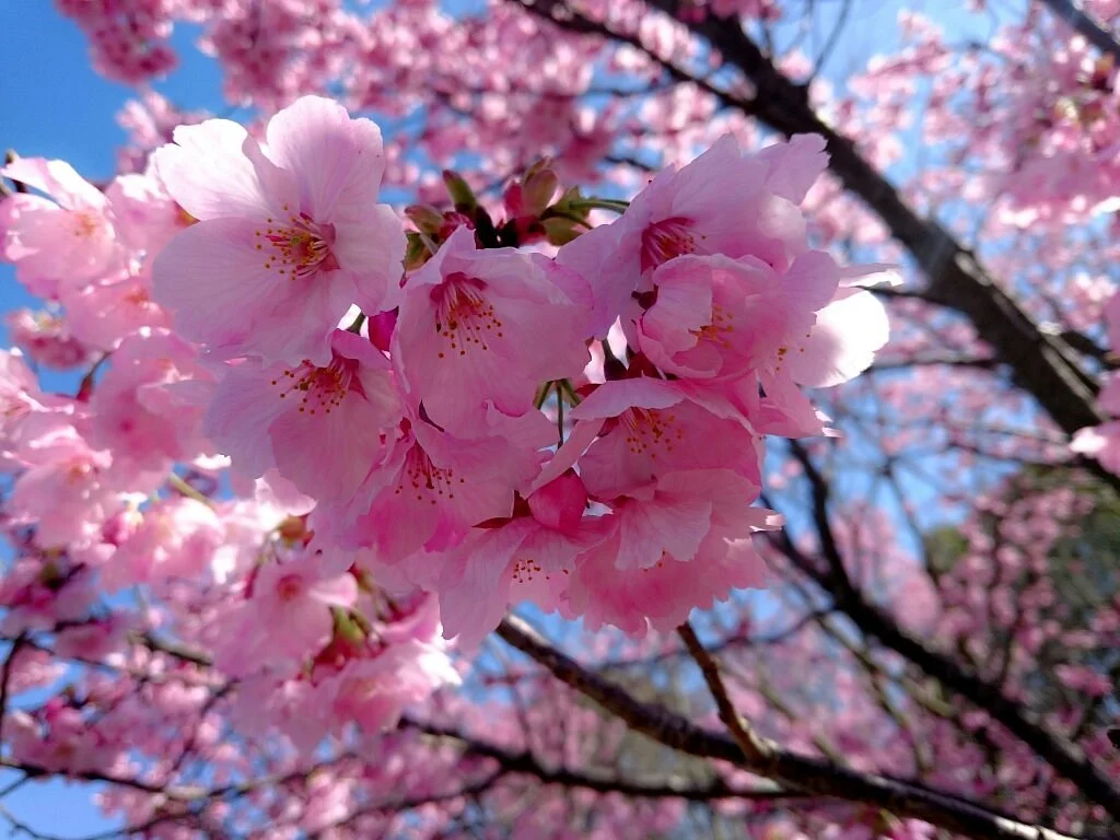 Tombo Ike Park