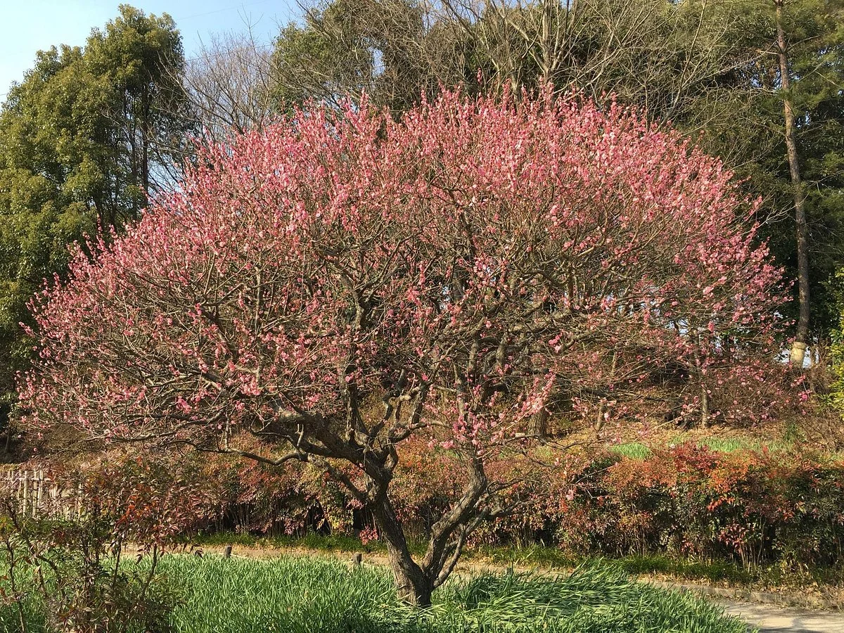 Nishikori Park