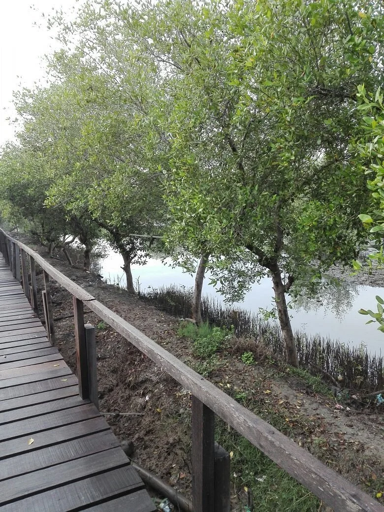Banyuurip Mangrove Center (BMC)