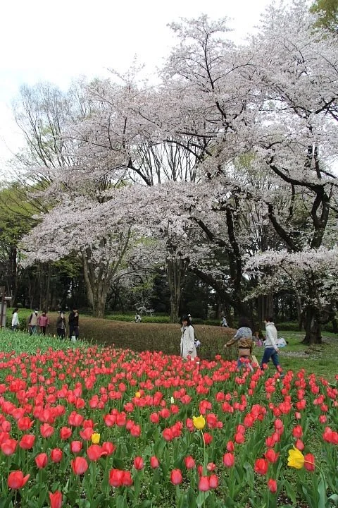 Kinuta Park