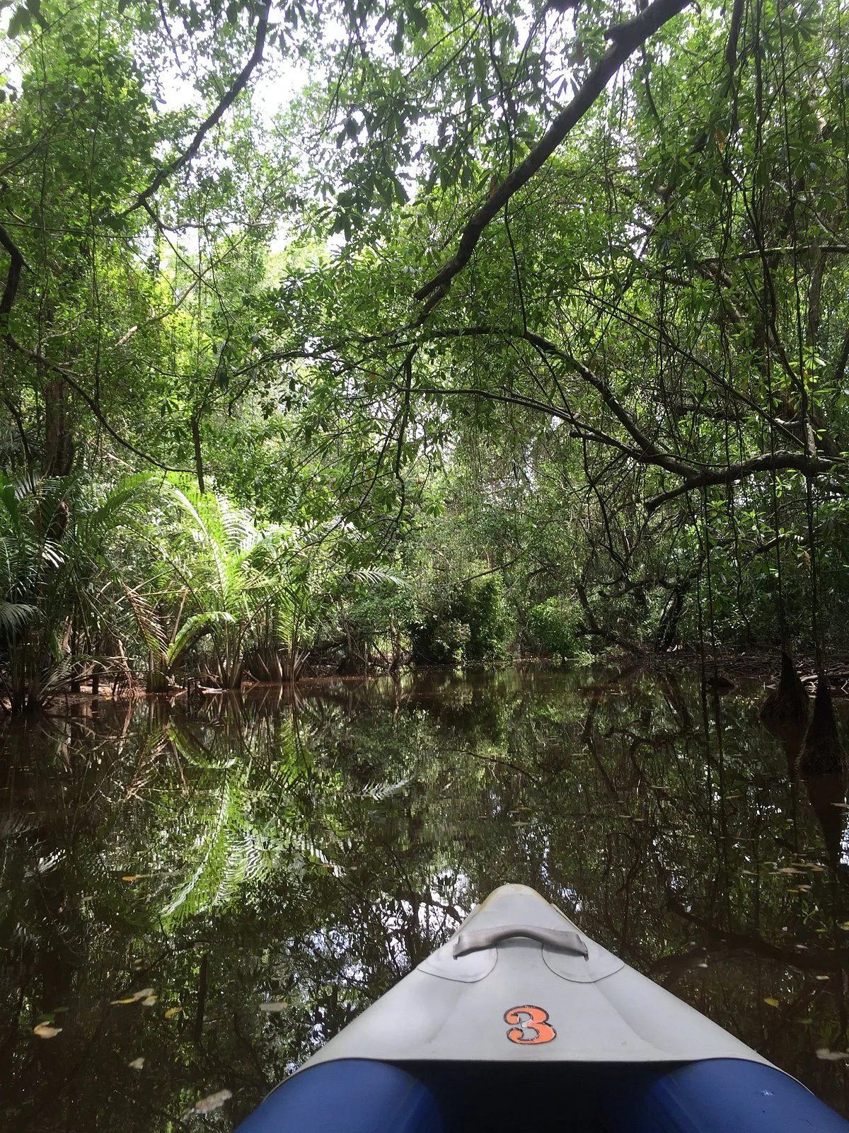 The Little Amazon