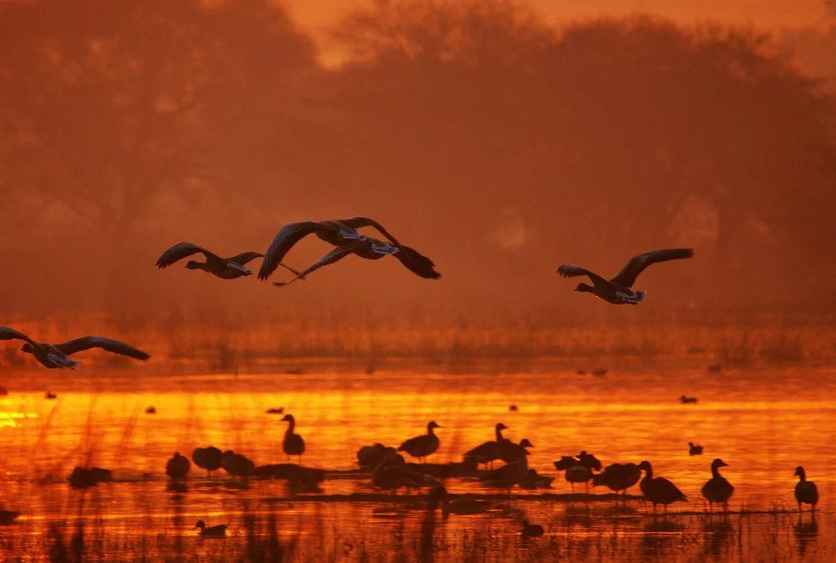 Sultanpur National Park