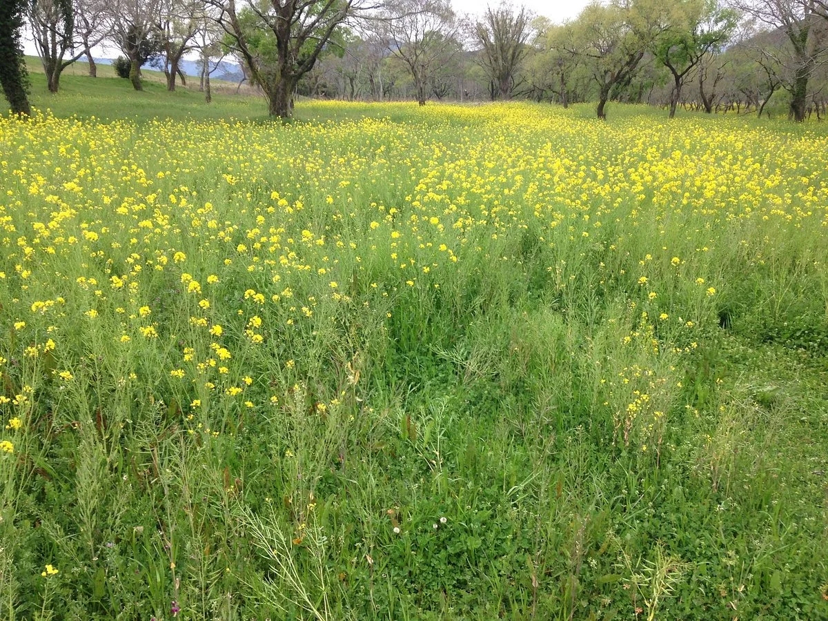 Watarigawa Ryokuchi Park