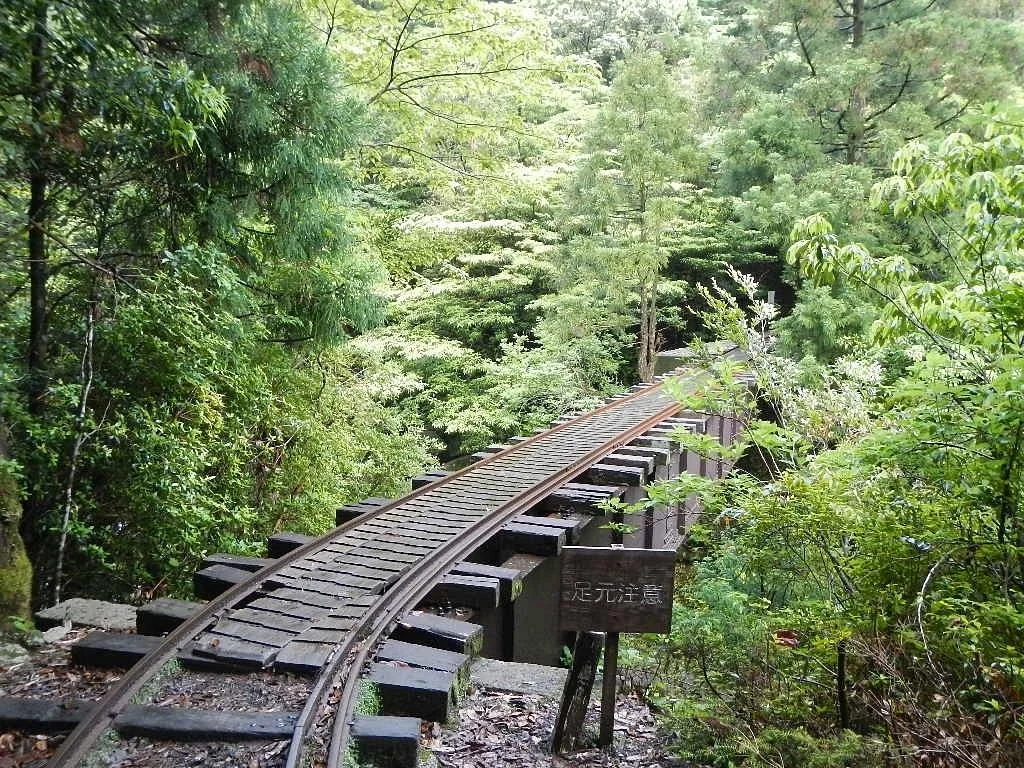 Yaksushima Trecking, Jomon Japanese Cedar Course
