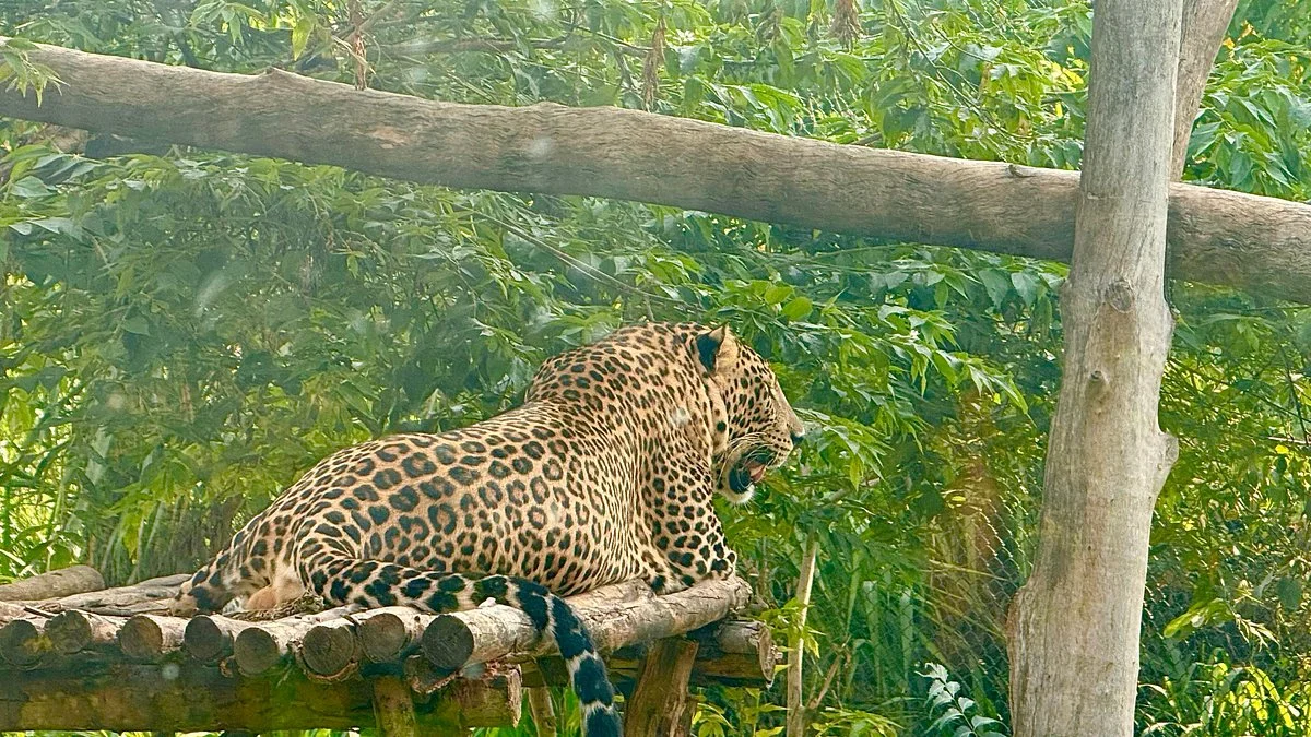 Atal Bihari Vajapayee Zoological Park