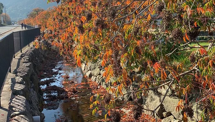 Wax Tree Area of Yanagisaka Sone
