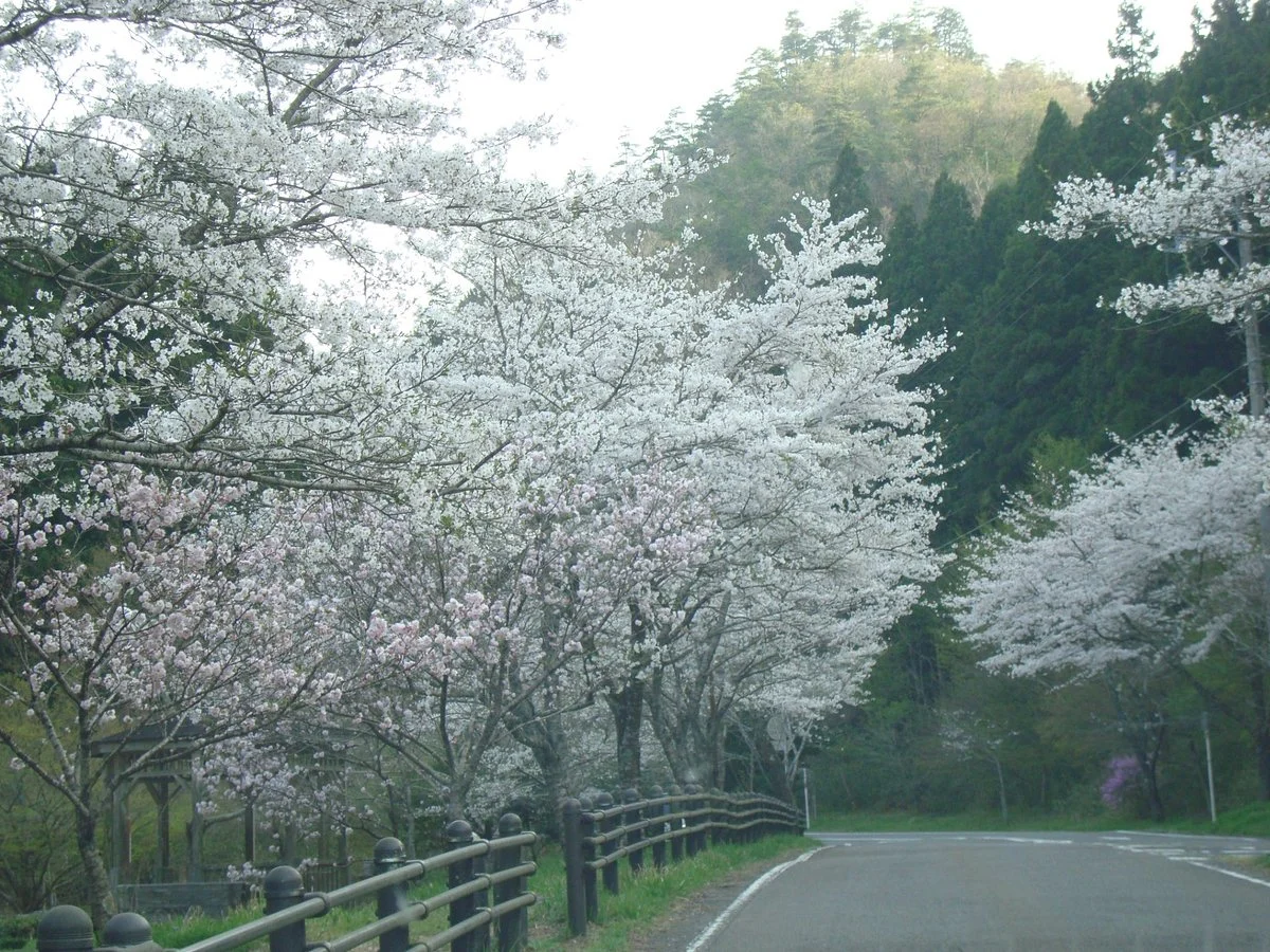 Teraogaharasenbon Sakura Park