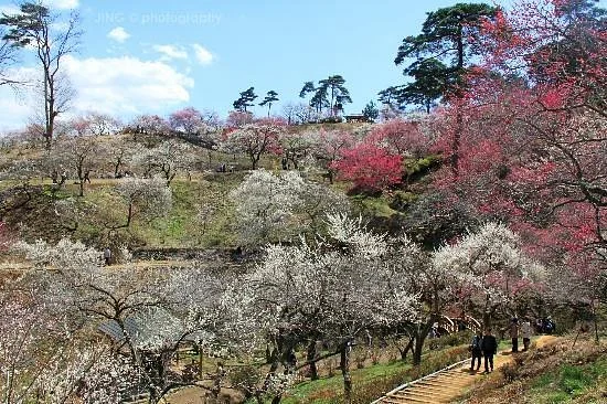Yoshino Baigo Ume Blossom Matsuri