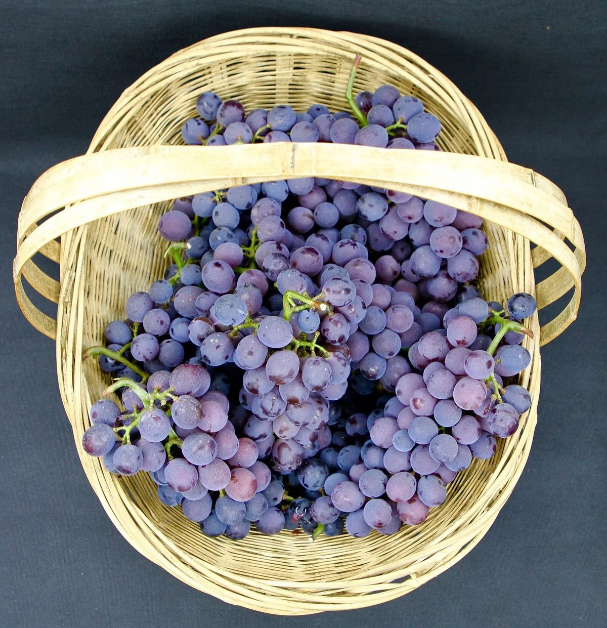 Champion Vinery