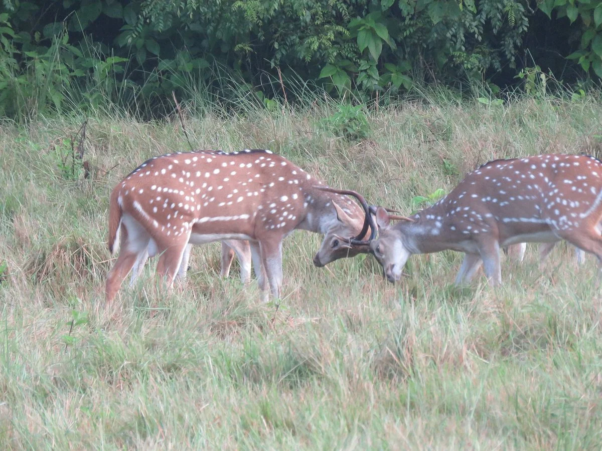 Banke National Park