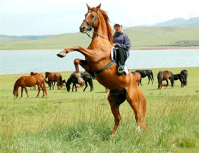 Army Horse Rance of Shandan